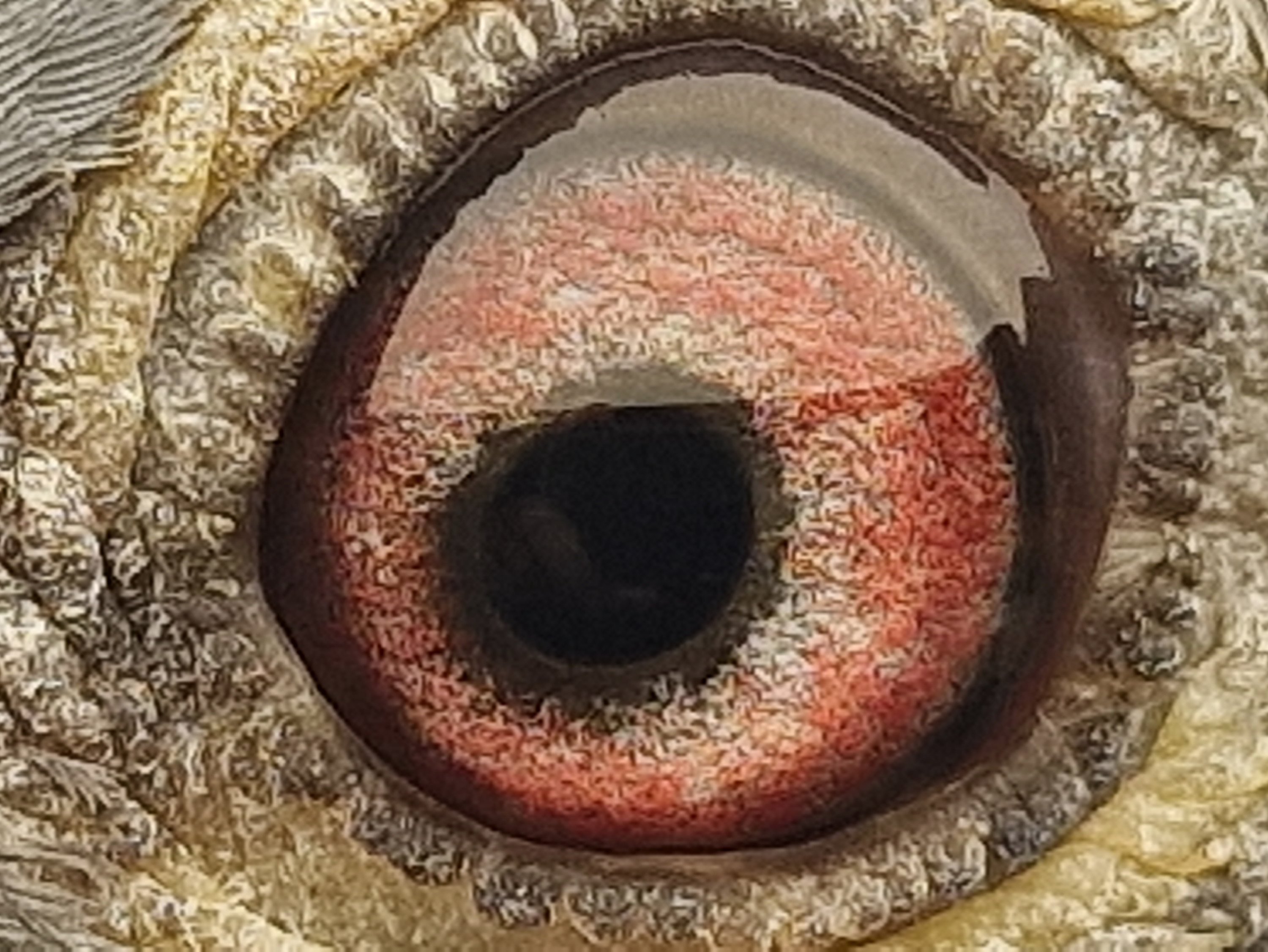 Pigeon eye